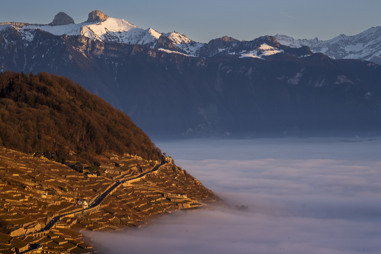 Lavaux