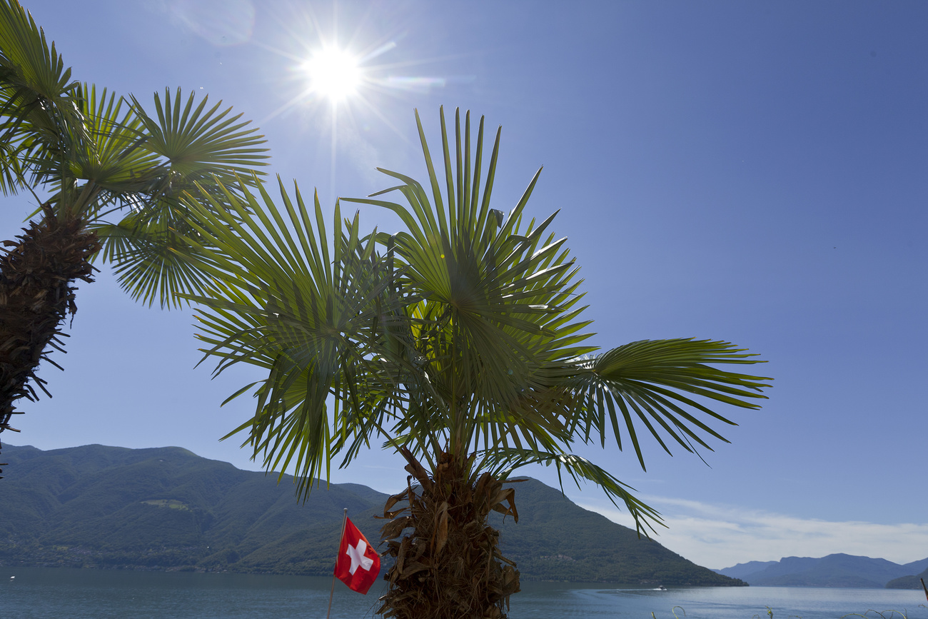 Palm tree in Ticino