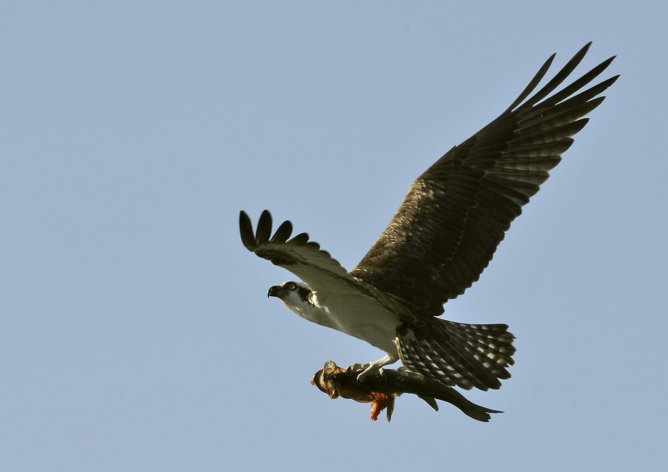 Osprey with fish