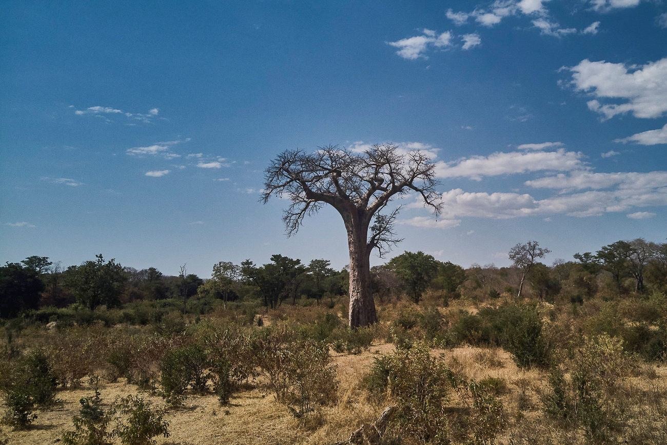 un árbol en medio del campo en Zimbabue