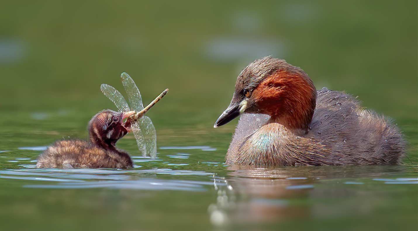 Little grebes