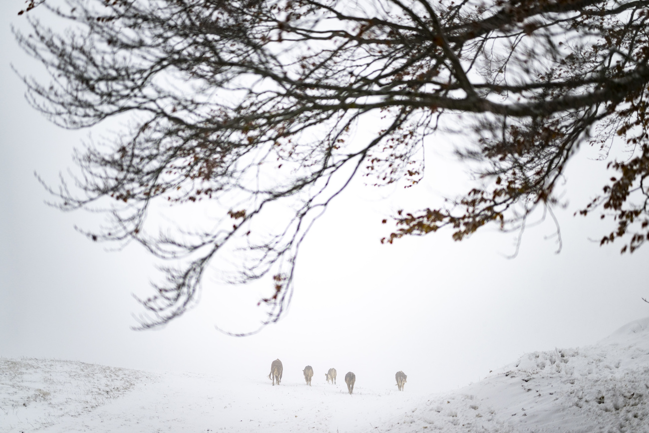 snow and cows