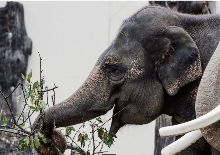 Elefant, der mit dem Rüssel einen Ast mit Blättern greift