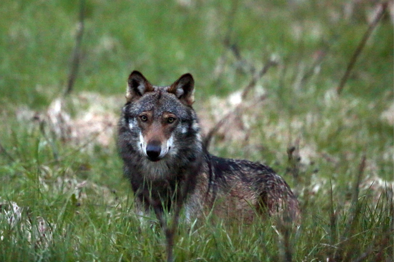 Il lupo, da animale a rischio d estinzione, a ricercato numero uno.