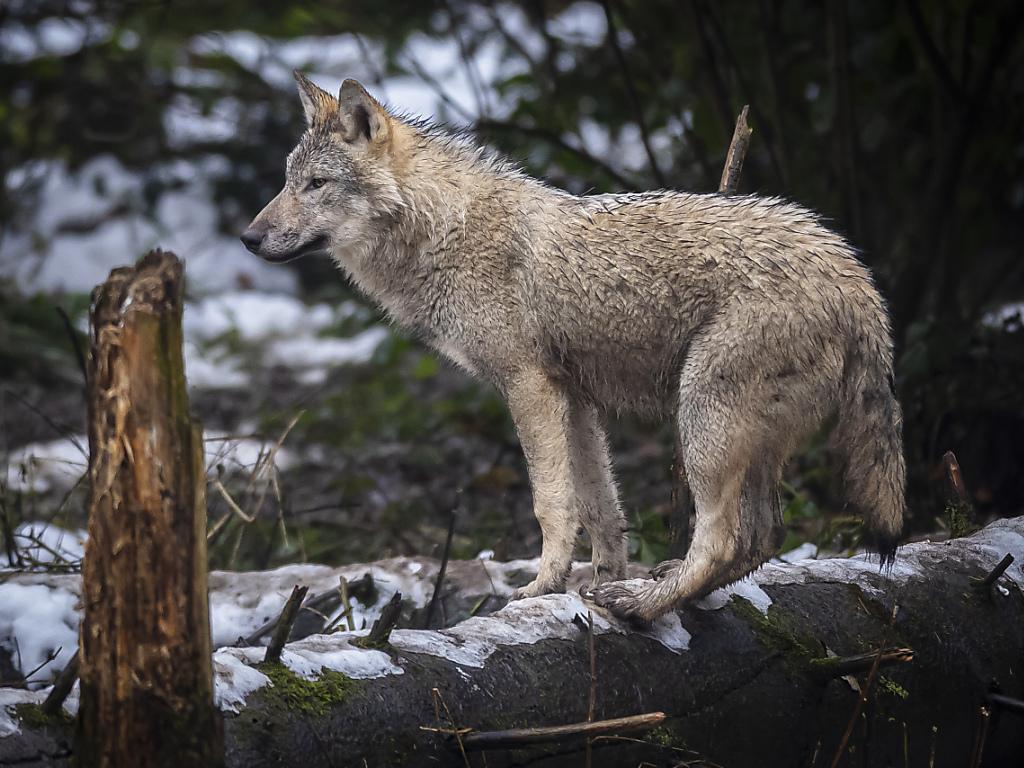 Lupo ambientalisti legge violata secondo ricorso al TAF SWI