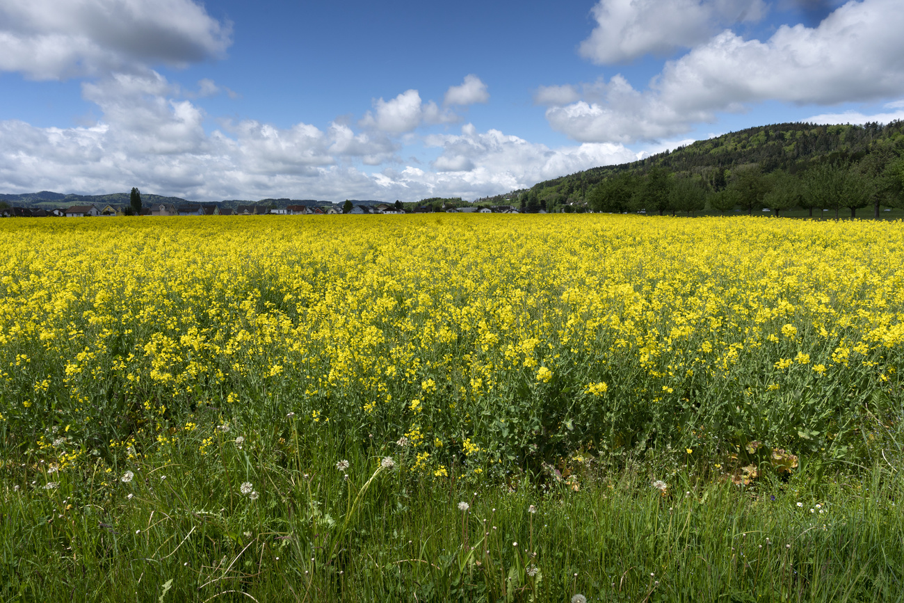 field of yellow rapeseed