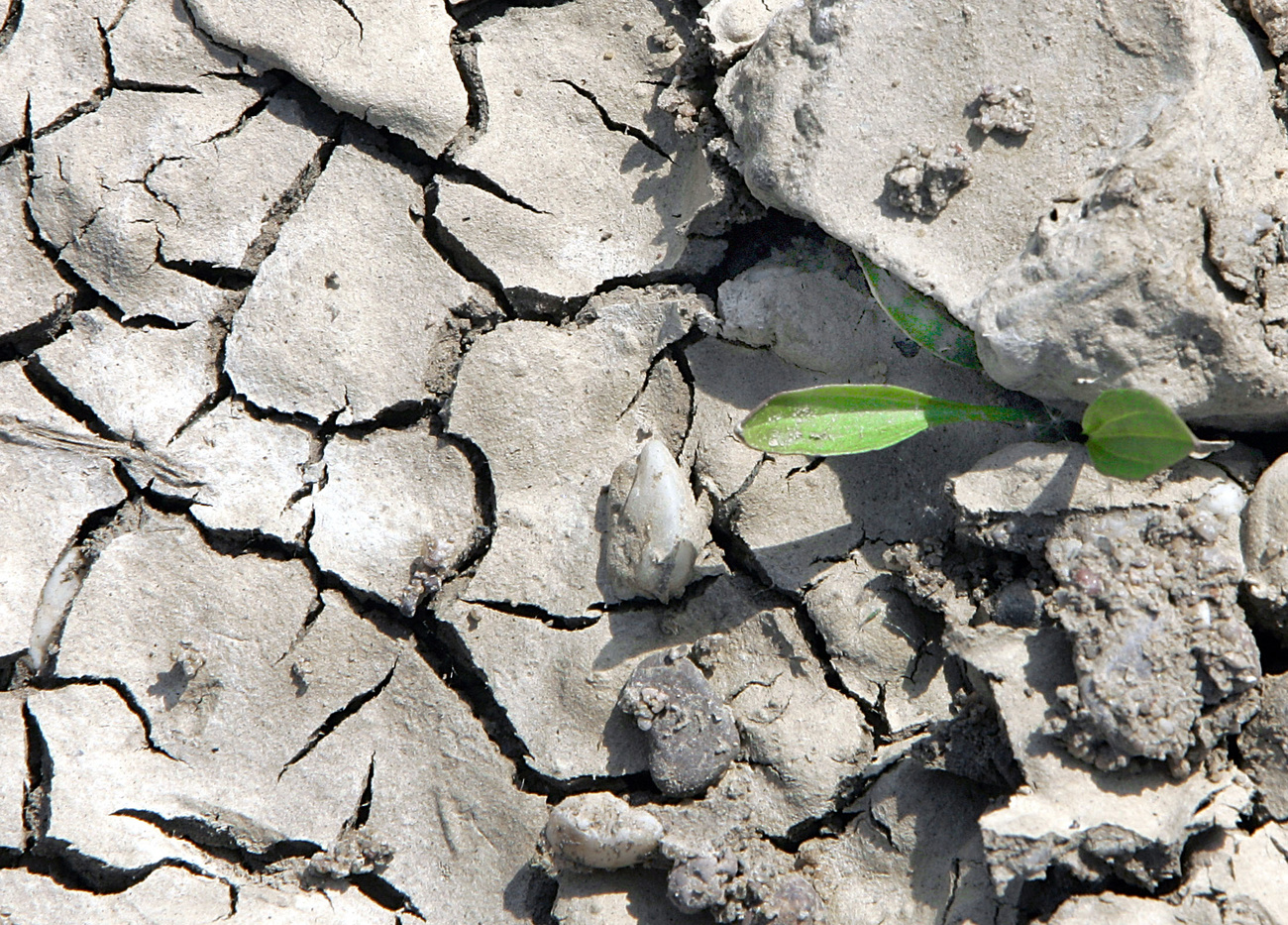 piantina emerge da terreno crepato a causa della siccità