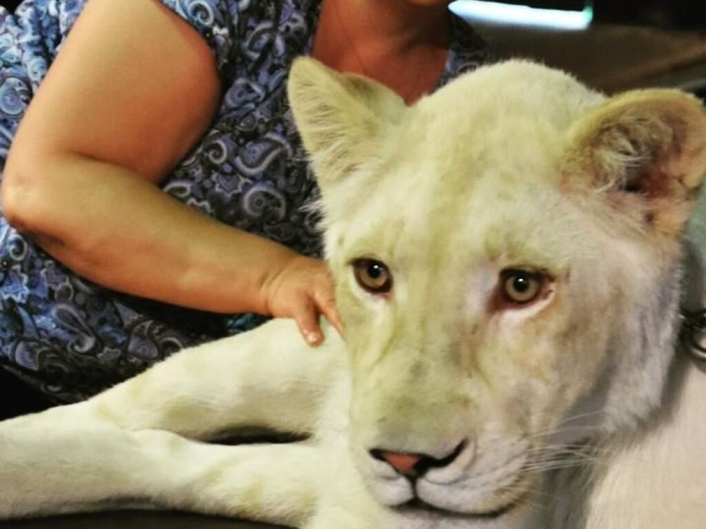 Preserving the Rare Friendship: Saving the Black Panther and Lioness Duo at Crémines Zoo