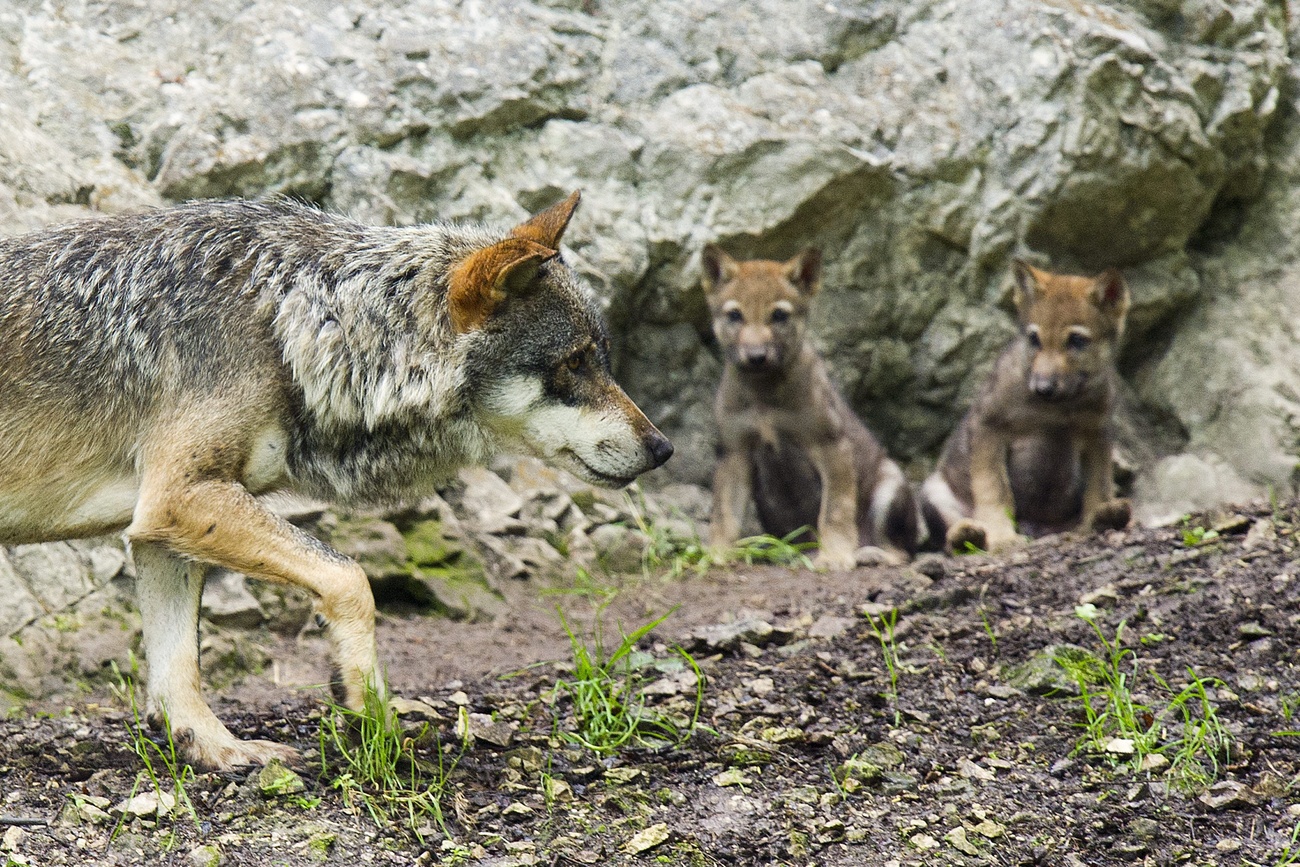 在最近的一次射杀之前，瑞士共约有300头狼，不包括动物园里的狼(照片中)。