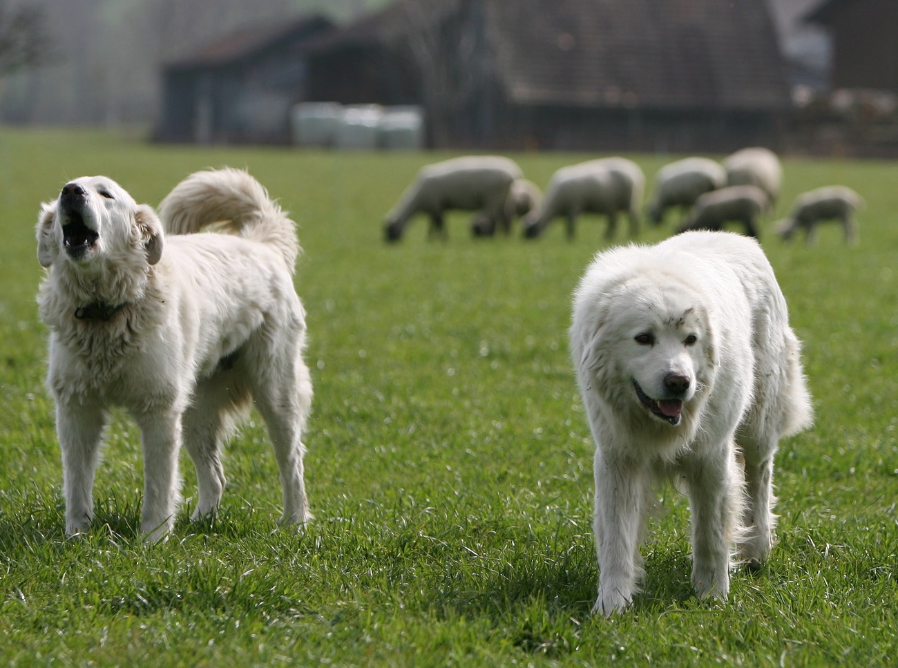 这种马瑞马-阿布鲁佐牧羊犬在瑞士守护着许多羊群。