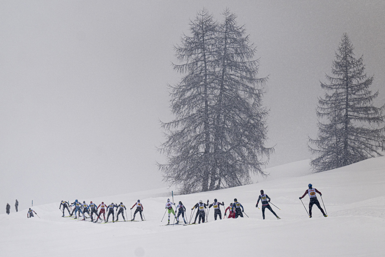 Sciatori di fondo in fila con sullo sfondo due alberi.