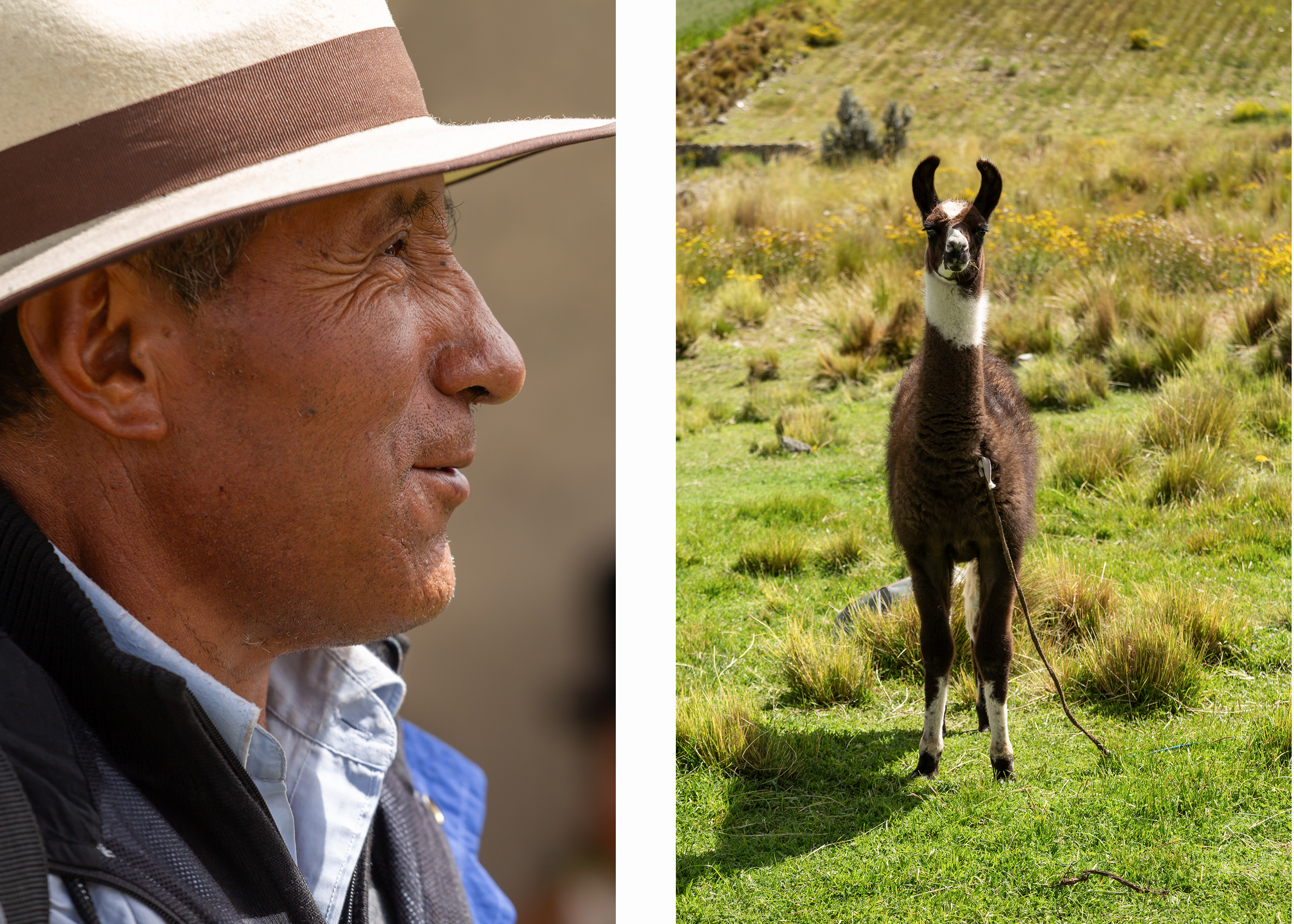 Duas imagens: a da esquerda mostra um homem e a da direita, um alpaca.