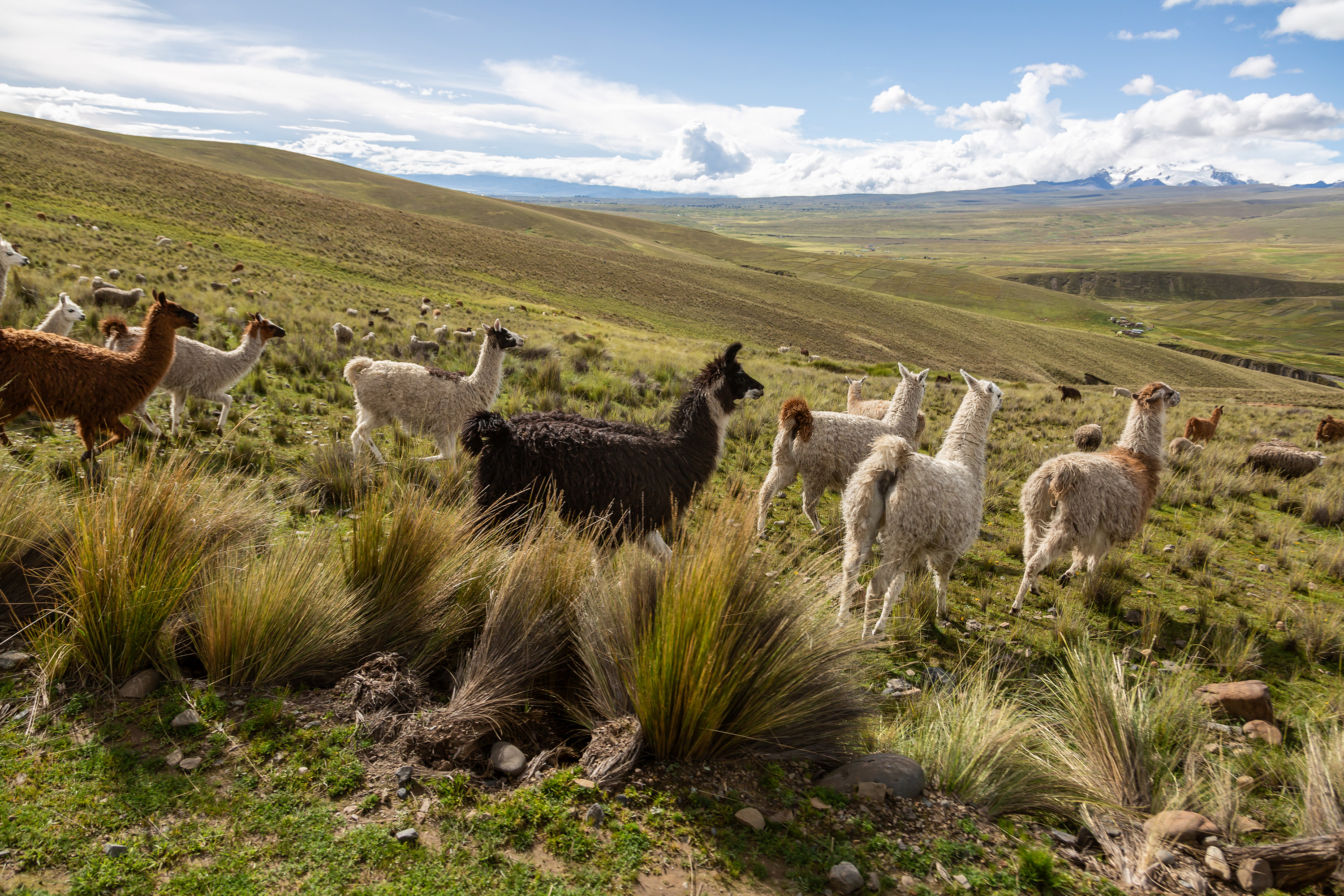lamas et paysages