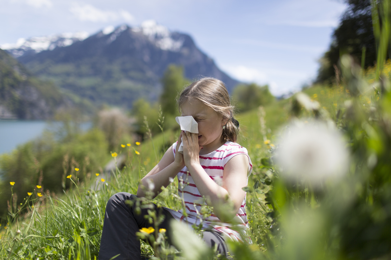 Climate change triggers hay fever explosion