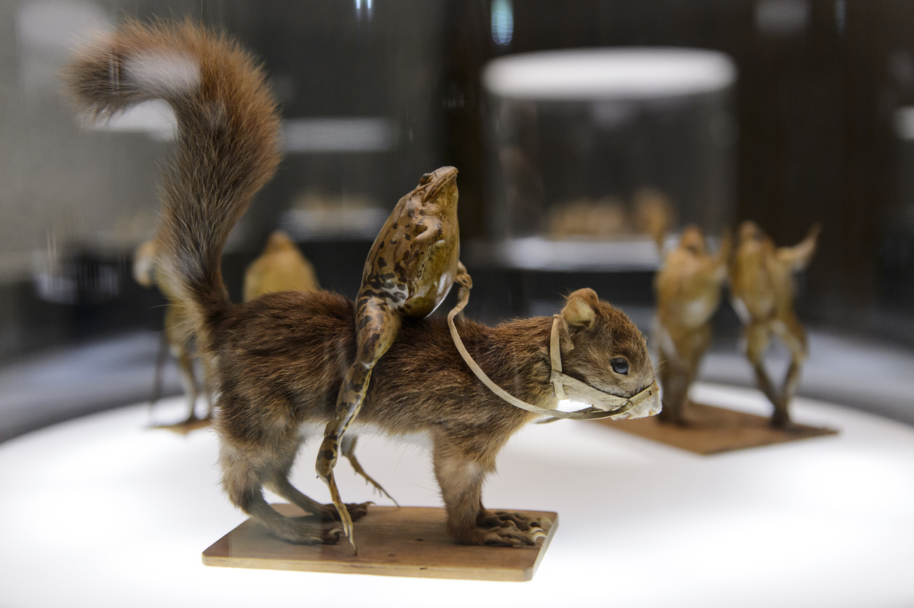 Exponat des Museums: Ein ausgestopfter Frosch reitet auf einem ausgestopften Eichhörnchen.