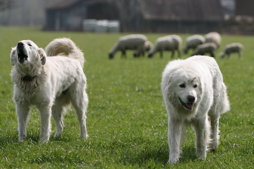 這種馬瑞馬-阿布魯佐牧羊犬在瑞士守護著許多羊群。