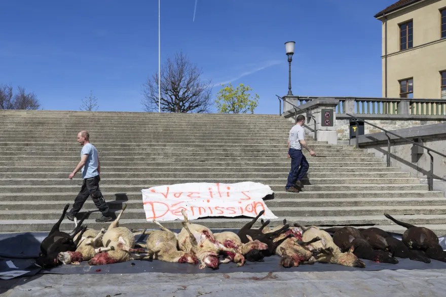 去年4月6日一些養羊人將被狼咬死的羊放在洛桑的公共場所示眾，以反對該州針對狼的政策。