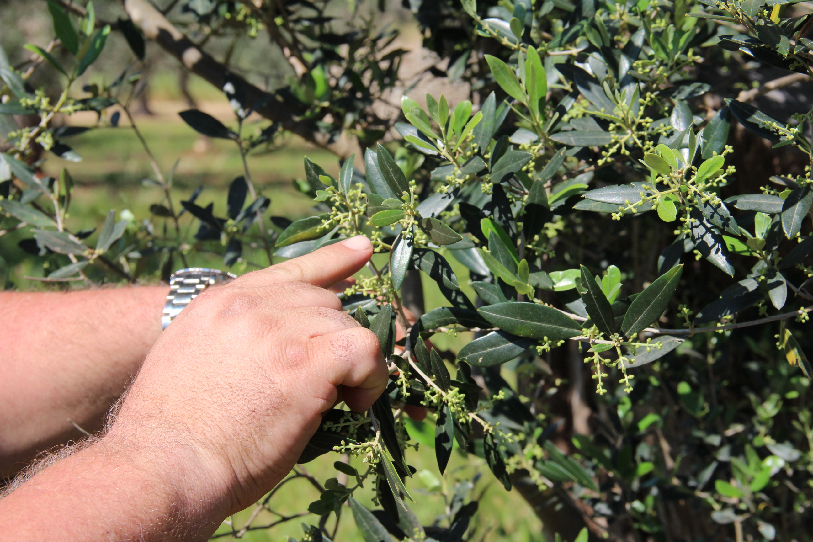 mano mostra pianta di ulivo