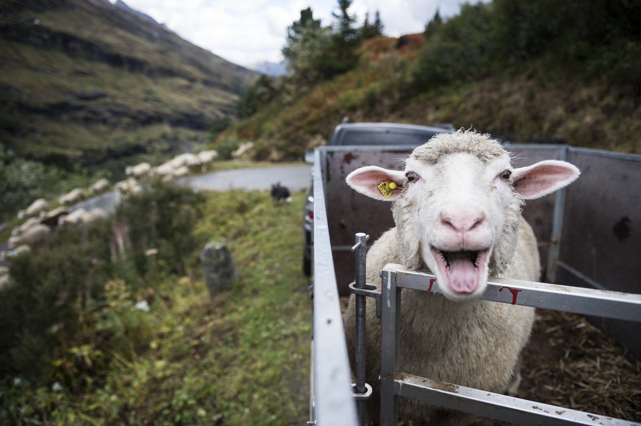 A sheep opens it mouth for the camera inside a pen with a view of green hills and valleys behind it.