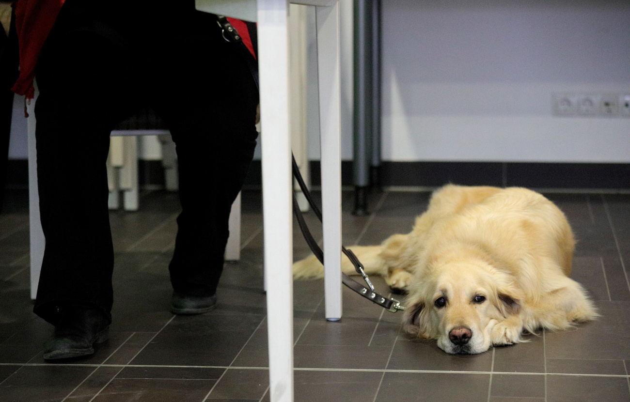 A golden retriever on the lead lies on the ground next to its owner, whose legs are visible sitting on a chair under a table.