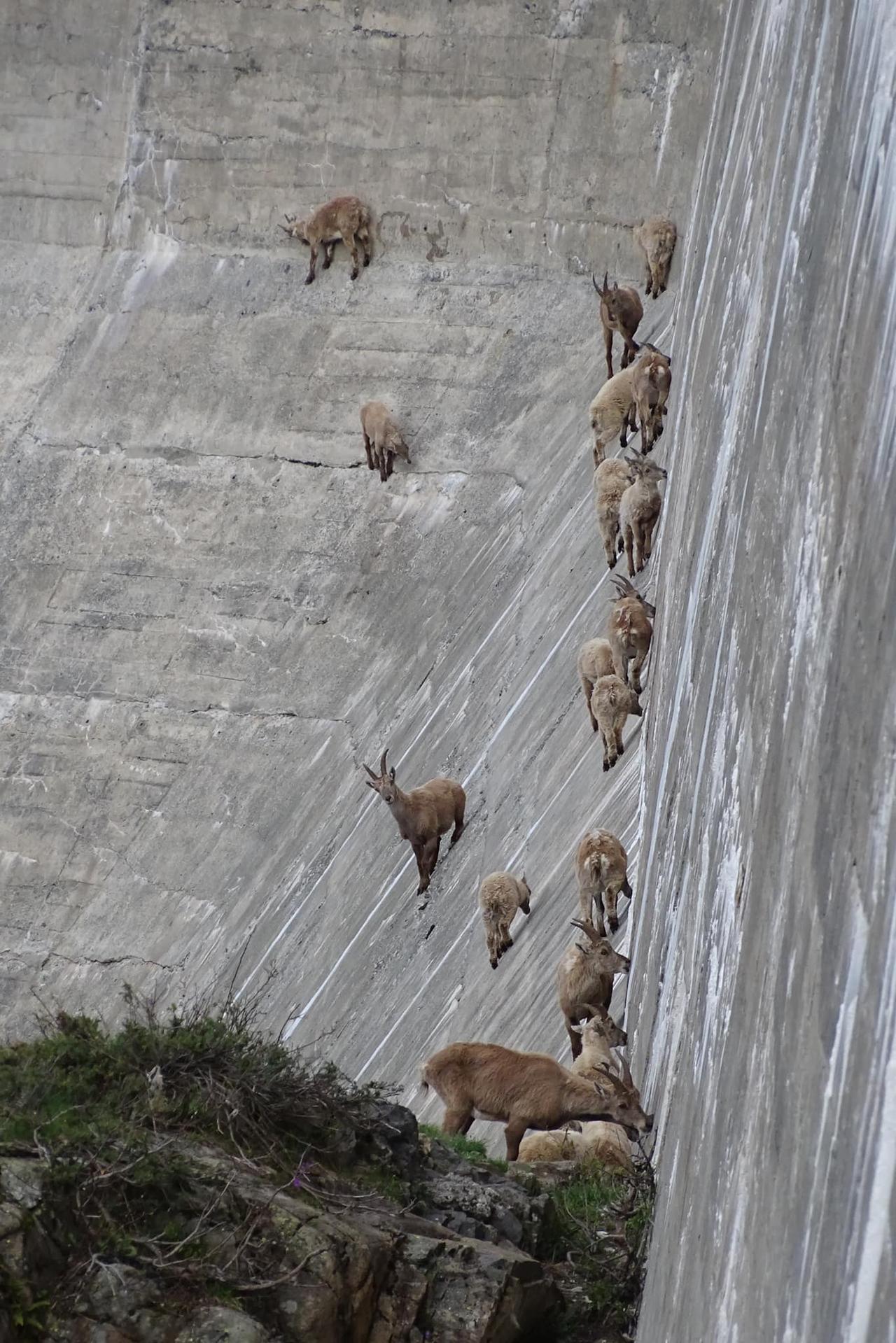 La déclivité du barrage de Salanfe n'effraie pas le troupeau de bouquetins.