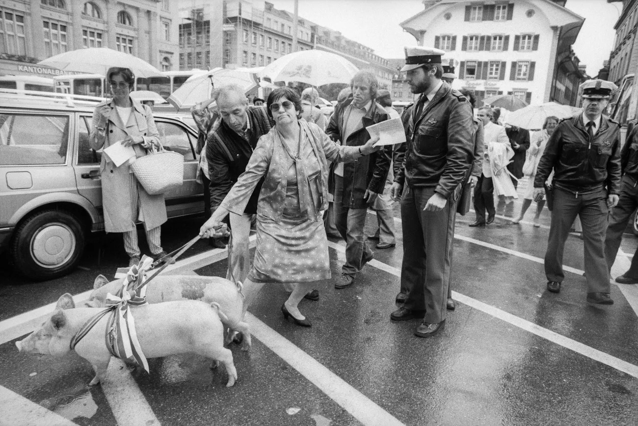 1986年6月11日，瓦萊州的農民丹尼斯·格朗讓(Denise Grandjean)牽著兩頭豬在瑞士首都伯恩的聯邦大廈前示威抗議，藉此舉反對瑞士推行農場牲畜規模化飼養。