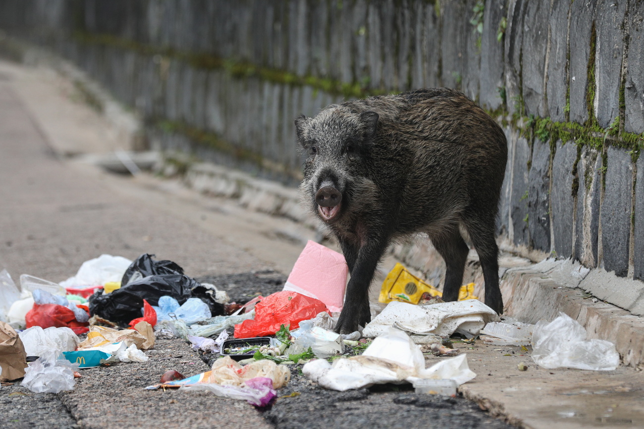 cinghiale rovista tra i rifiuti