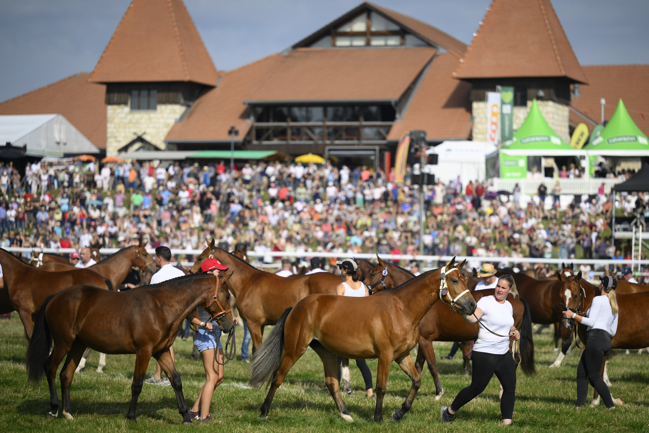 Cavalli delle Franches-Montagnes al concorso nazionale di Saignelegier.