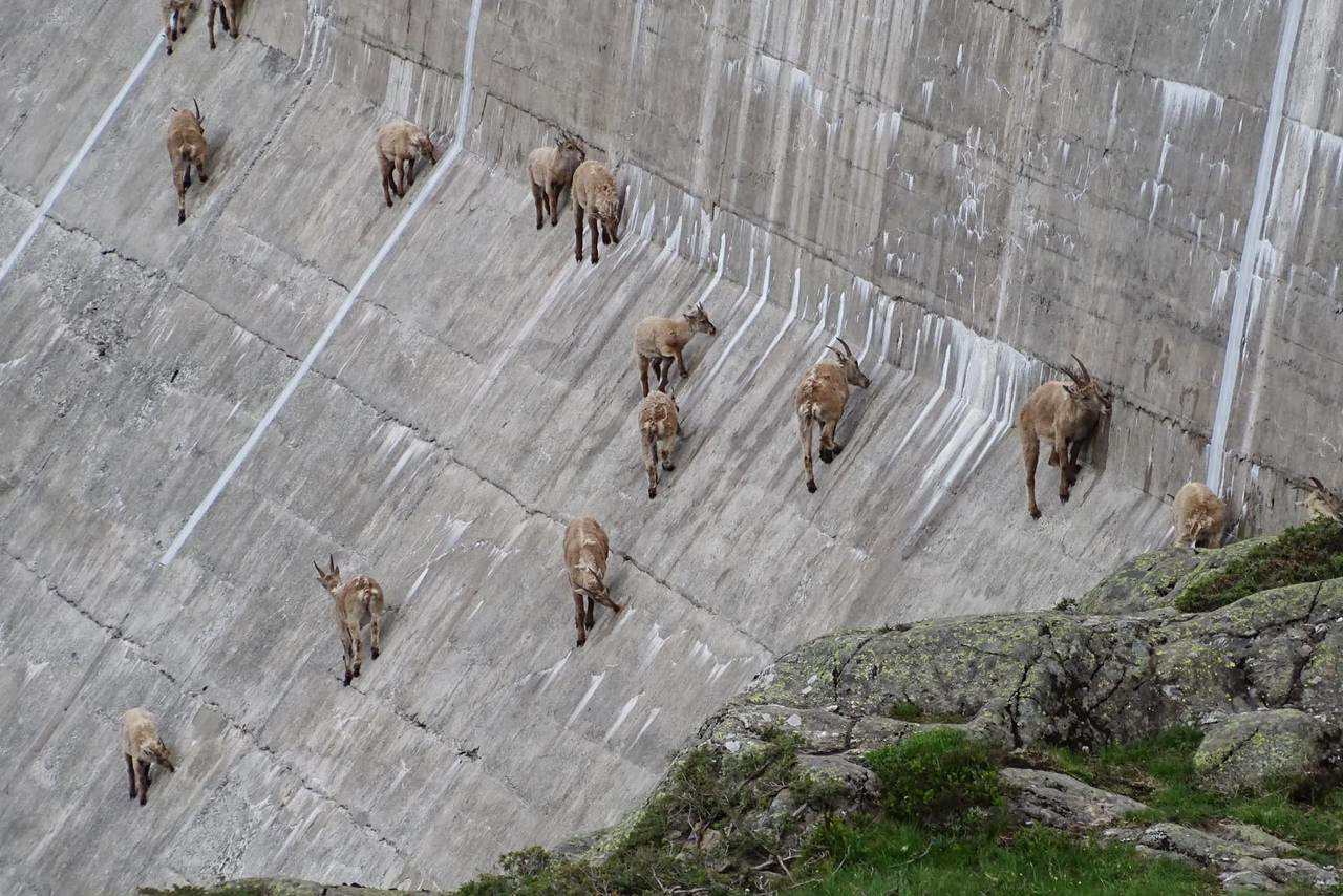 Ibex on a dam wall
