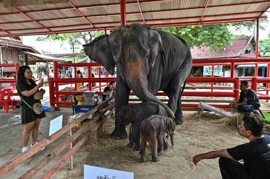 Inusual nacimiento de elefantes gemelos en Tailandia - SWI swissinfo.ch