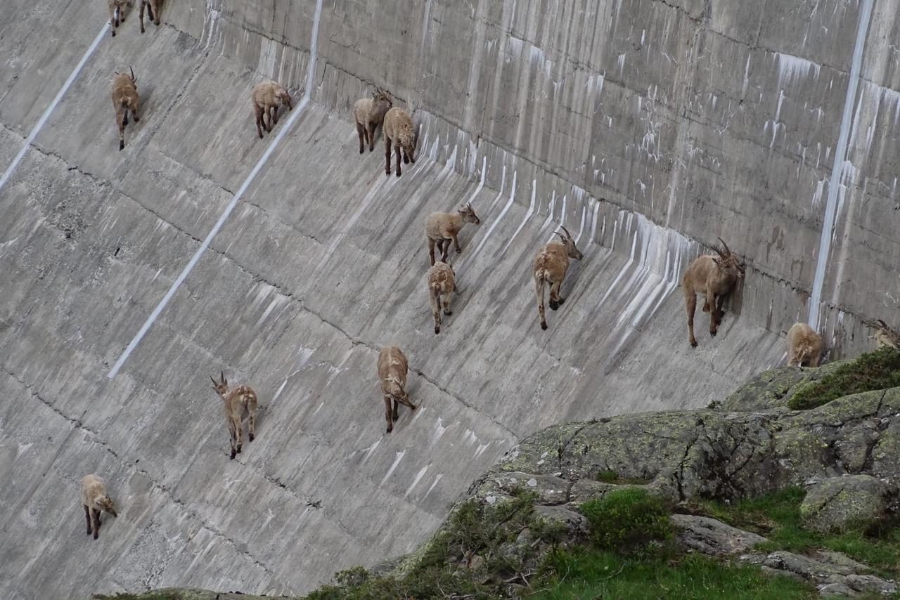 A herd of ibex climb a Swiss dam for an acrobatic picnic