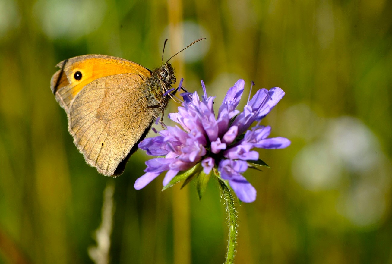 farfalla posata su un fiore viola