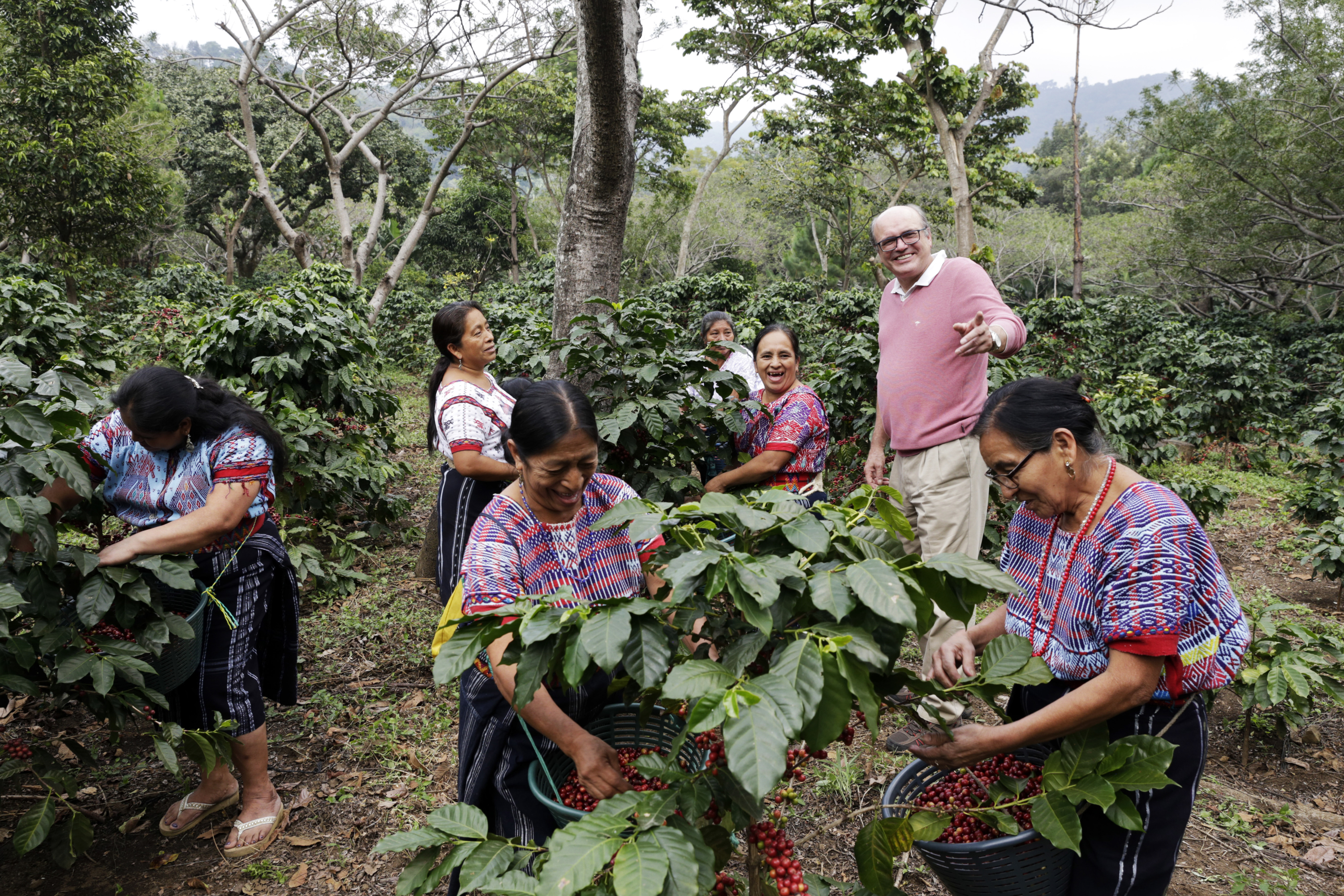 Ульрих Гуртнер, директор кооператива Fedecocagua, посещает кофейную плантацию, принадлежащую Coopertiva Codepa. Женщины, которых можно увидеть на этом фото собирающими урожай, принадлежат к племени покомамс.
