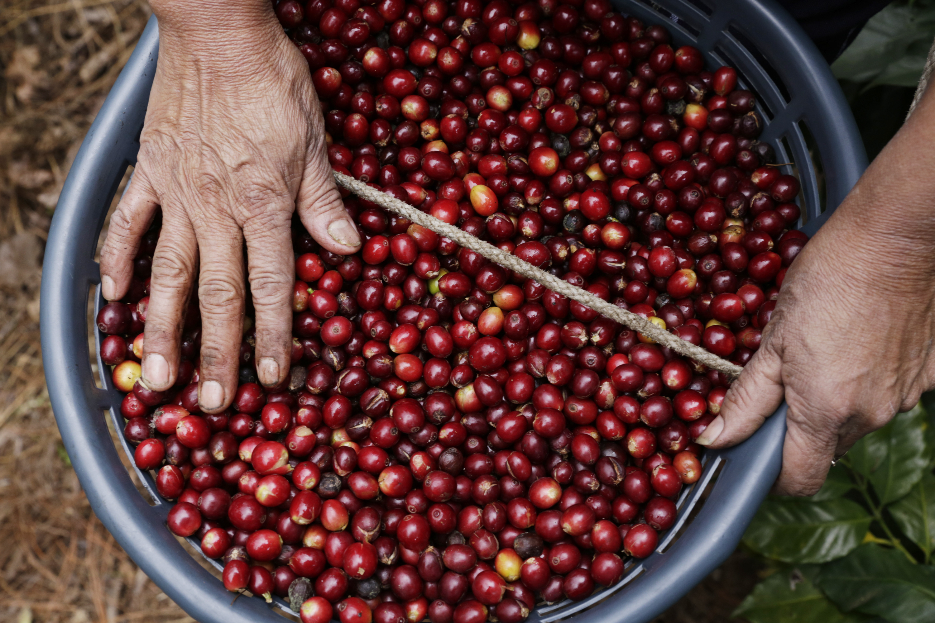 Женщины-майя собирают урожай кофе. Ульрих Гуртнер, директор кооператива Fedecocagua, посещает кофейную плантацию, принадлежащую Coopertiva Codepa.