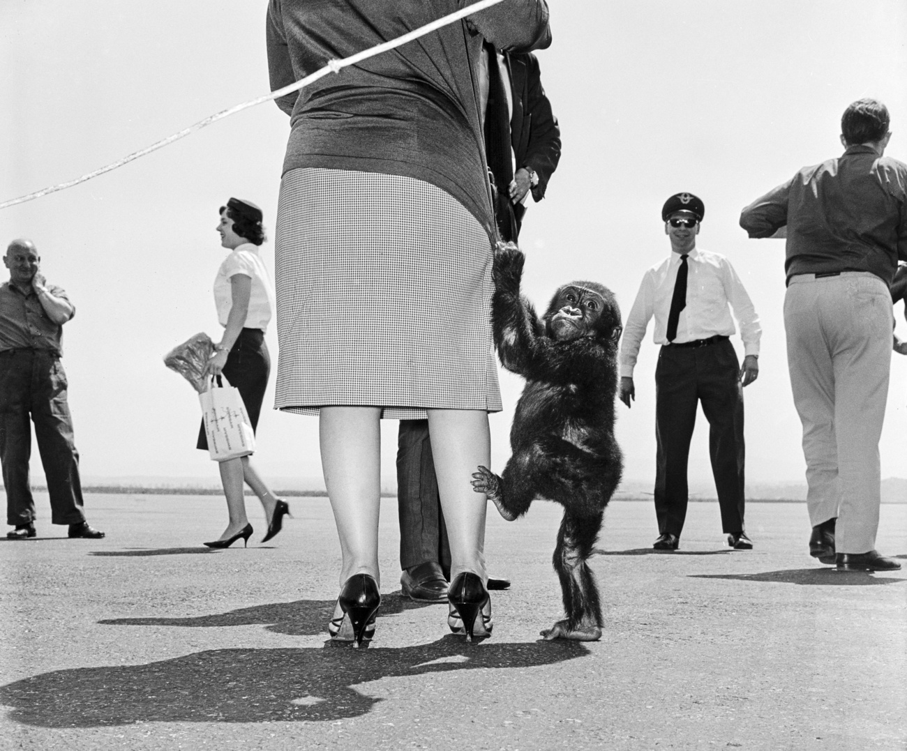 foto d'epoca in bianco e nero di scimpanzé che si aggrappa alla gonna di una signora