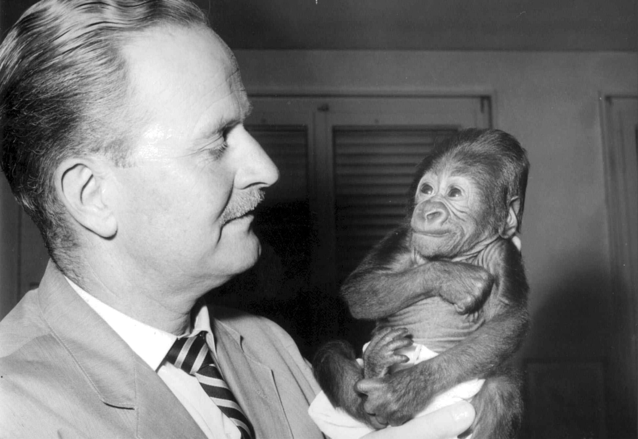 Il 26 settembre 1959, il direttore dello zoo di Basilea, il dottor Ernst Lang, tiene tra le mani il un cucciolo di gorilla, il primo nato in uno zoo europeo e il secondo al mondo nato in cattività.