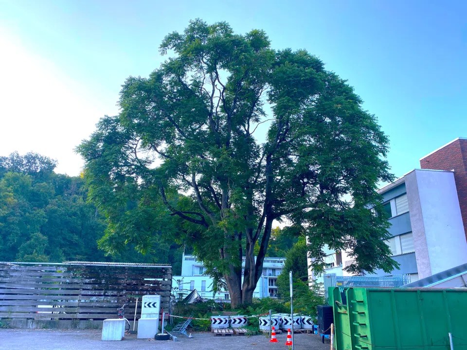 Switzerland wants to get rid of tree of heaven