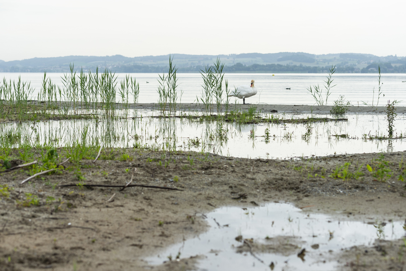 Margem de um lago com um pato