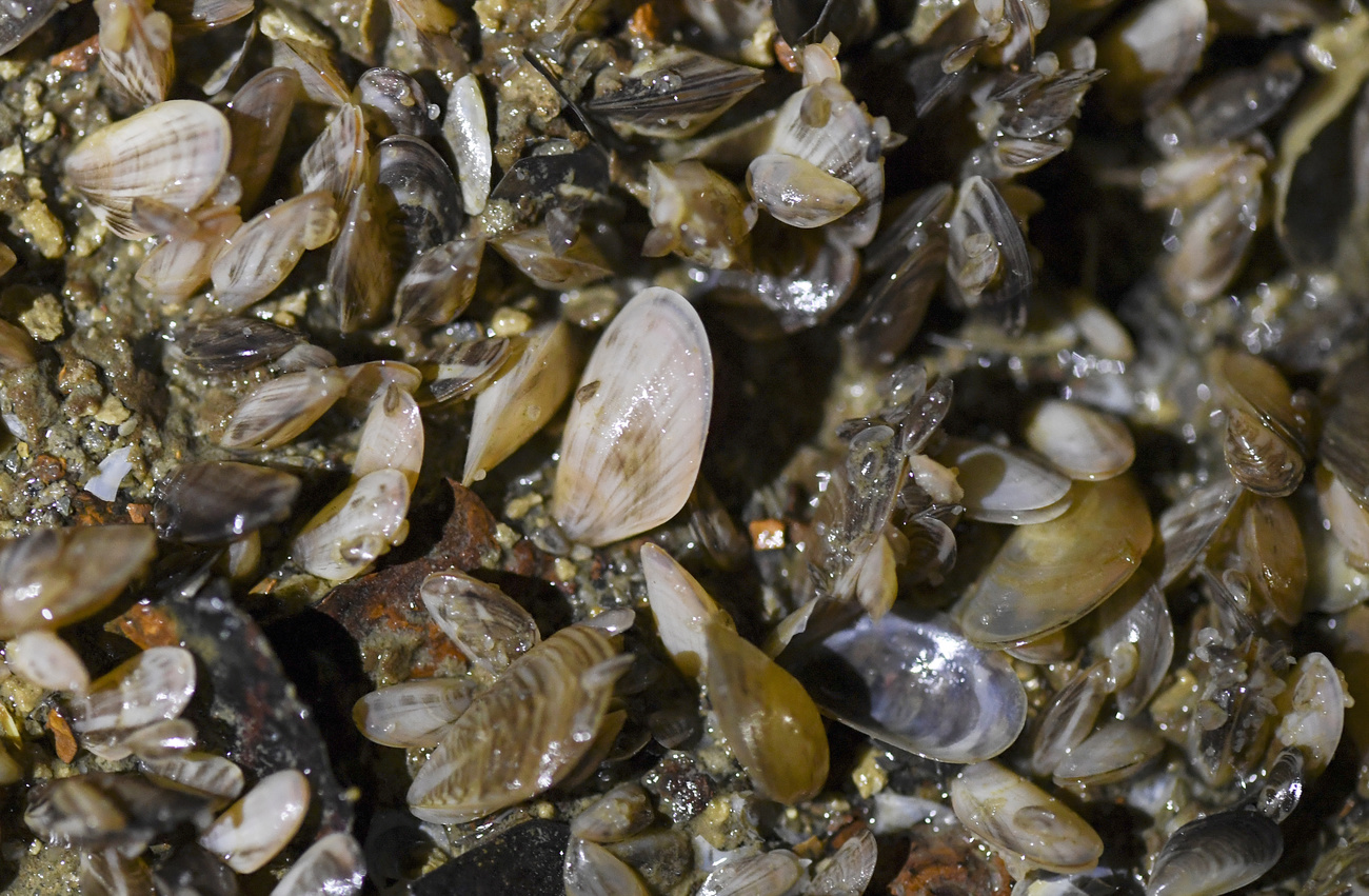 Cozze prelevate dal Lago Bodanico.