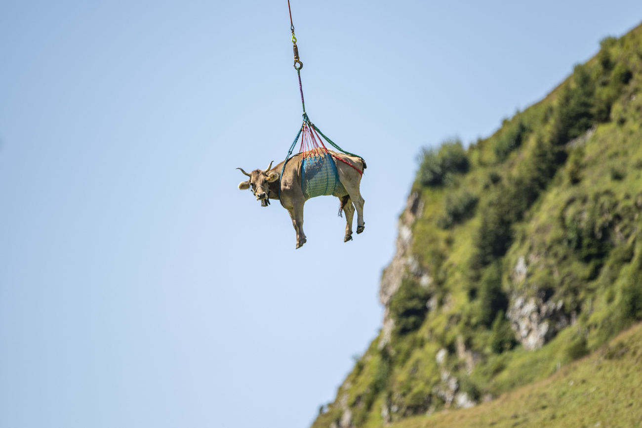 Eine leicht verletzte Kuh wird wegen Untauglichkeit zum Alpabzug vom Klausenpass mit dem Helikopter ausgeflogen, anlaesslich der Bodenfahrt, bei welcher rund 1'000 Kuehe auf niedrigere Alpen ziehen, am Dienstag, 18. August 2020, beim Klausenpass. Bei der Bodenfahrt ziehen die Aelpler mit ihrem Vieh von den hoeheren Weiden beim Klausenpass zurueck auf die niederigen Alpen bei Urnerboden. (KEYSTONE/Urs Flueeler) A slightly injured cow is flown by helicopter from the Klausen Pass due to its unfitness for the cattle drive ("Almabtrieb"), on the occasion of the "Bodenfahrt", during which about 1'000 cows move to lower Alps, on Tuesday, 18 August 2020, at Klausen Pass in Switzerland. During the "Bodenfahrt", the farmers move their cattle from from the higher pastures from the Klausen Pass back to the lower Alps near Urnerboden. (KEYSTONE/Urs Flueeler)