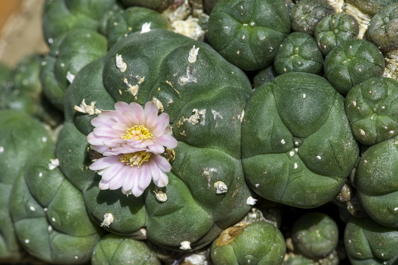 A cactus from which mescalin is extracted.
