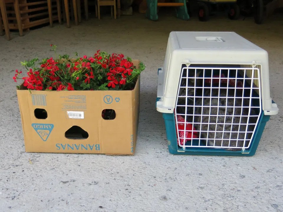 can transporter next to a box with red plants