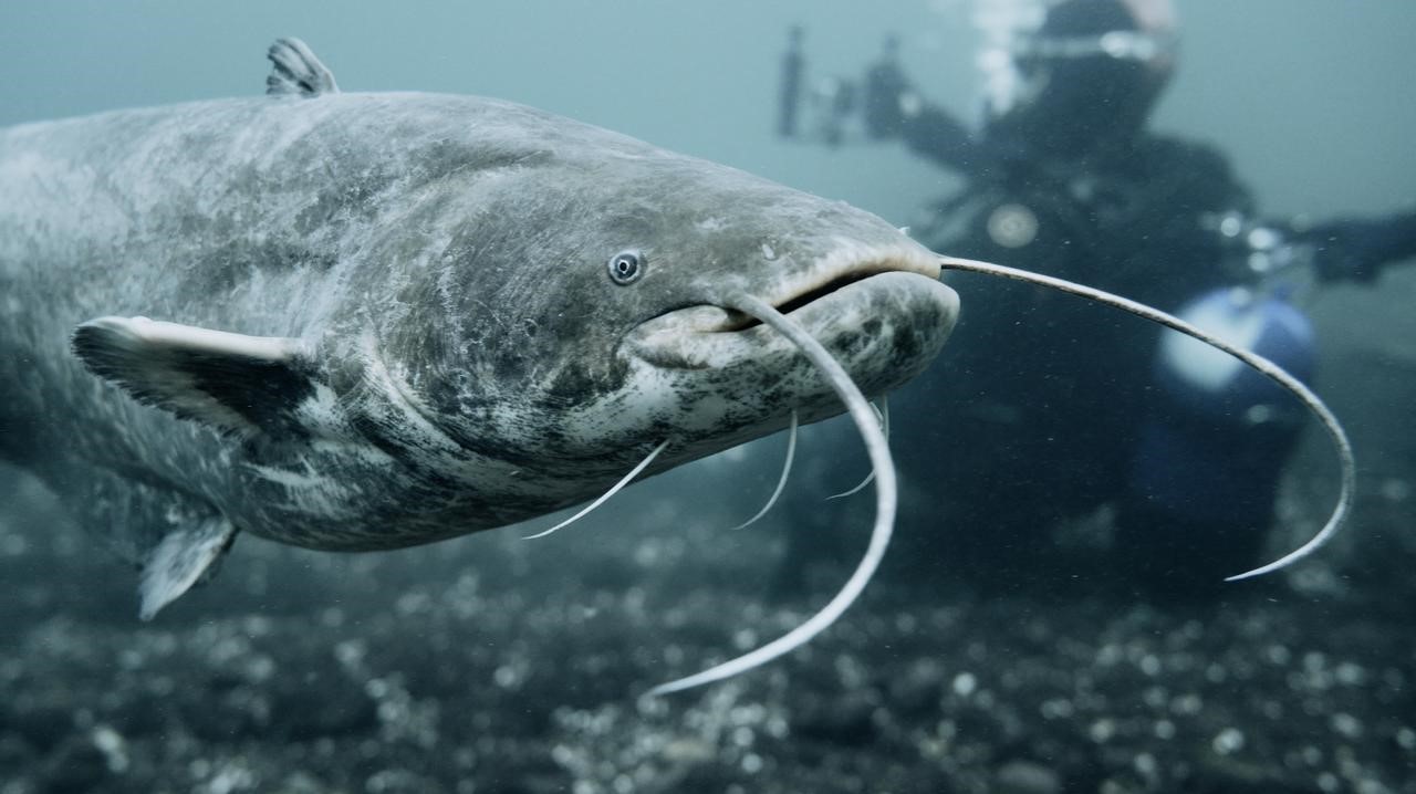 Catfish: the (gentle?) giant seen increasingly in Swiss waters