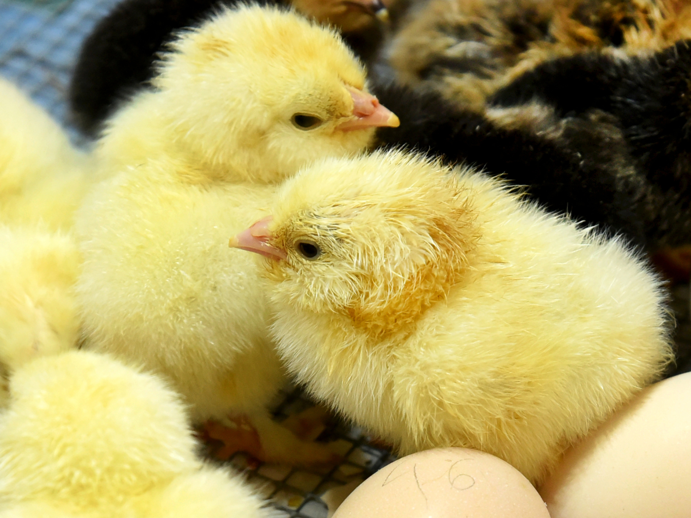 Male chicks will be sorted out before hatching from 2025