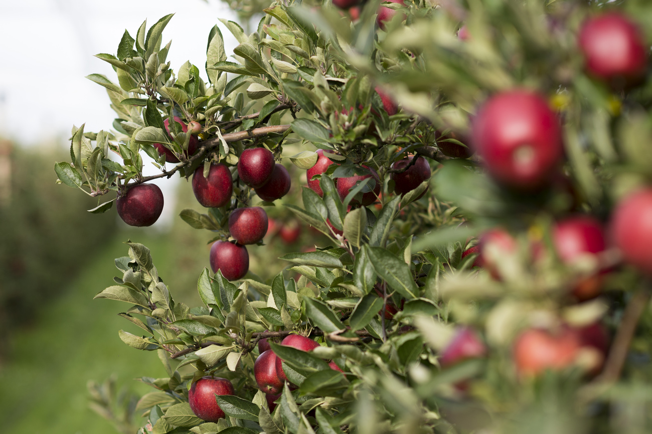 apple trees