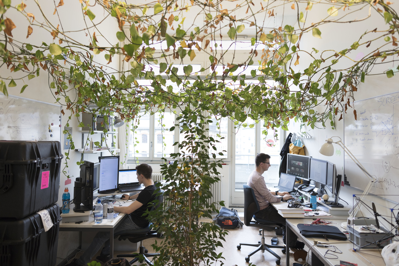 shared office space with two men working on computers with multiple screens with a vine plant growing right in the middle of the room and all over the ceiling.