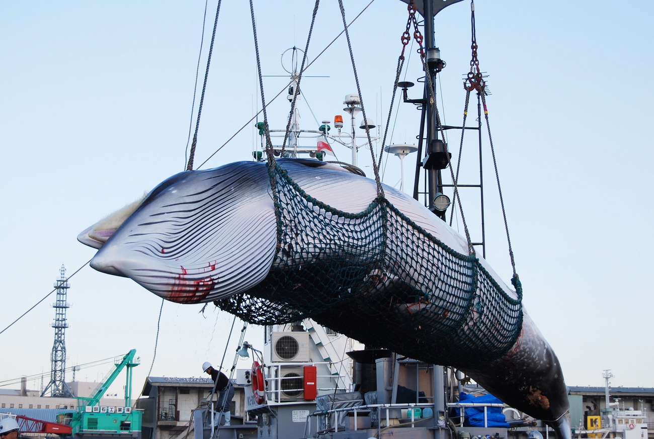 whale being winched off a boat into a port