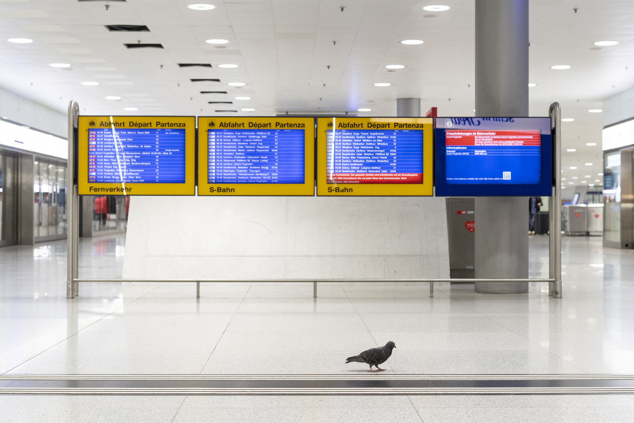 Pigeon at the train station