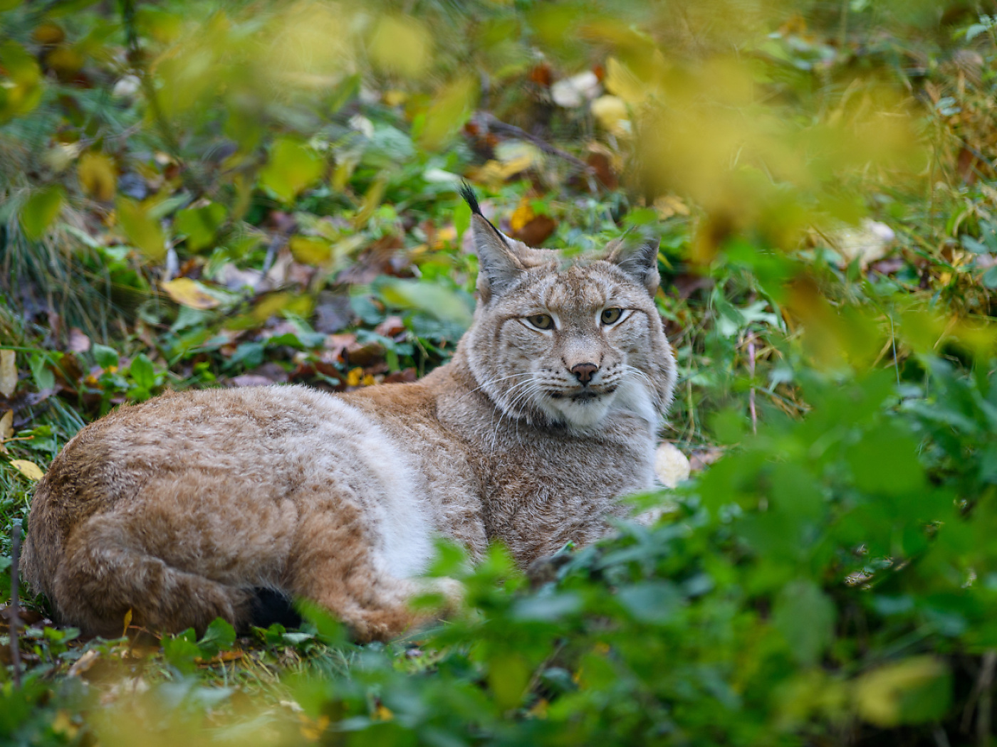 Lynx shot in Muotatal after killing nine sheep