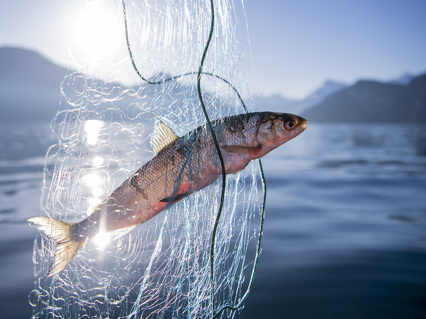 Fish are even more threatened than previously thought